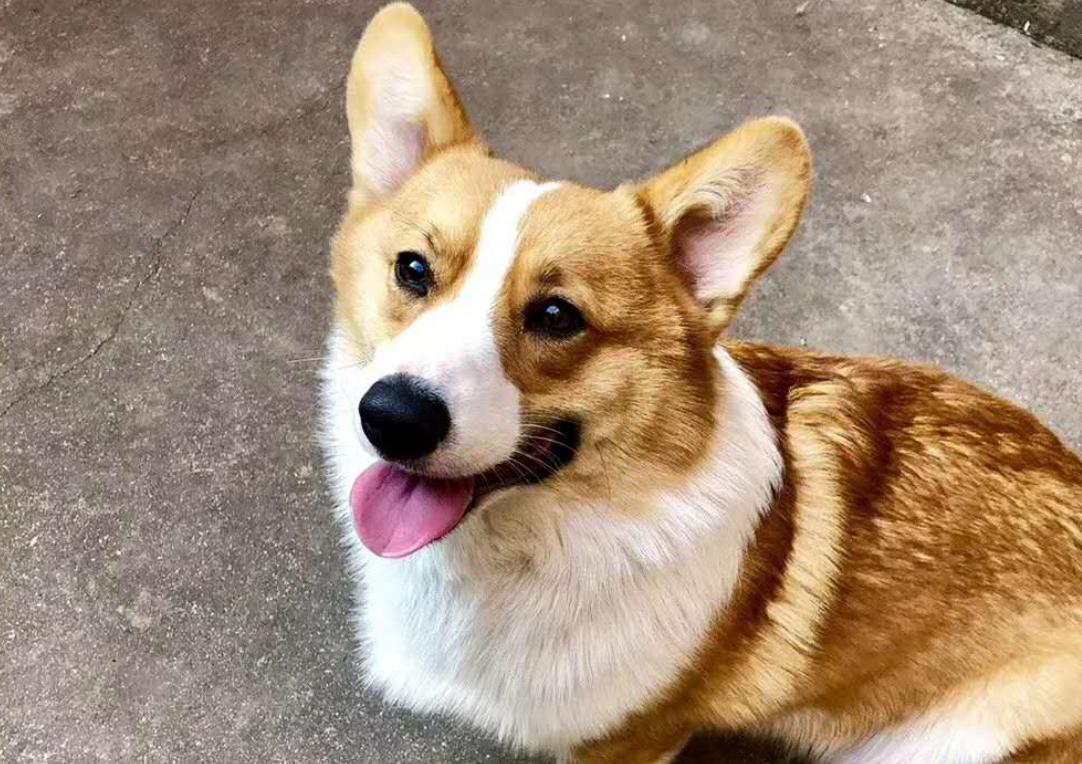 柯基犬越打越不听话怎么办,柯基犬不听话到处咬