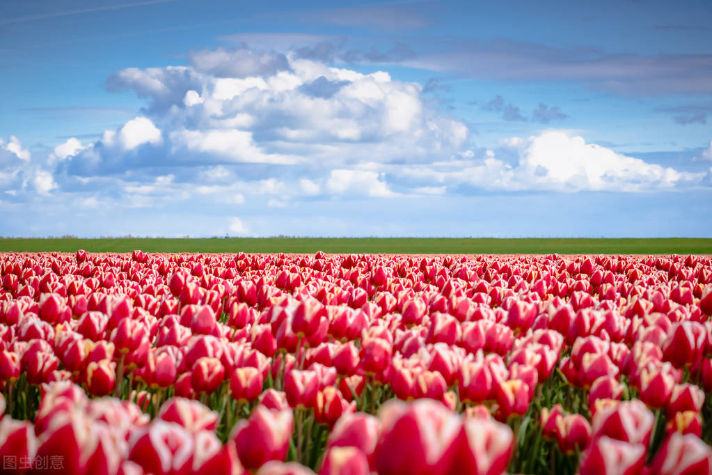 郁金香花语哲理句,郁金香花语文案短句干净治愈