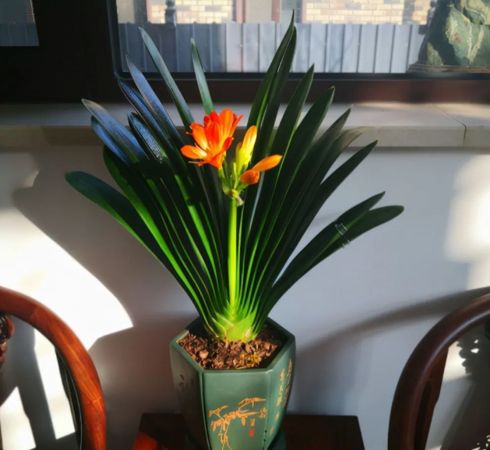 10种公认客厅最好养的花,适合客厅养的懒人花