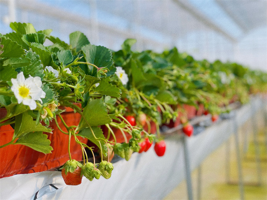 万企兴万村行动示范实践基地,万企兴万村行动案例
