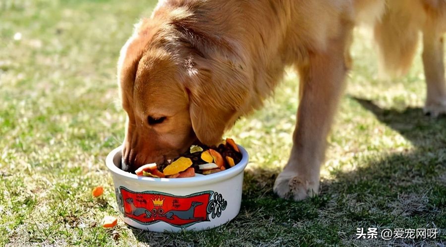 狗狗拉肚子怎么办是凉了吗,狗狗拉肚子精神差