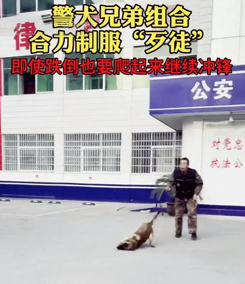警犬巴顿有多凶猛,帅网红警犬巴顿训练视频