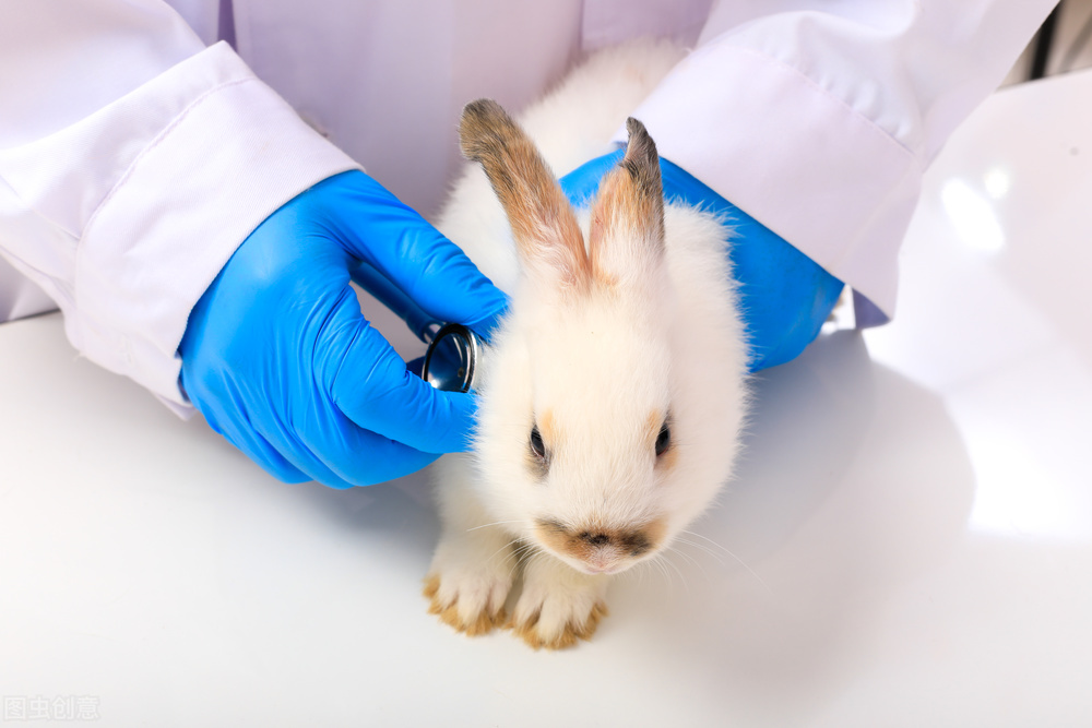 小兔子眼睛发肿是什么原因,小兔子一只眼睛肿化脓怎么治疗