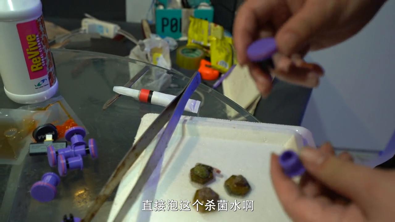 海缸50缸珊瑚造景,海缸30度珊瑚脱藻吗