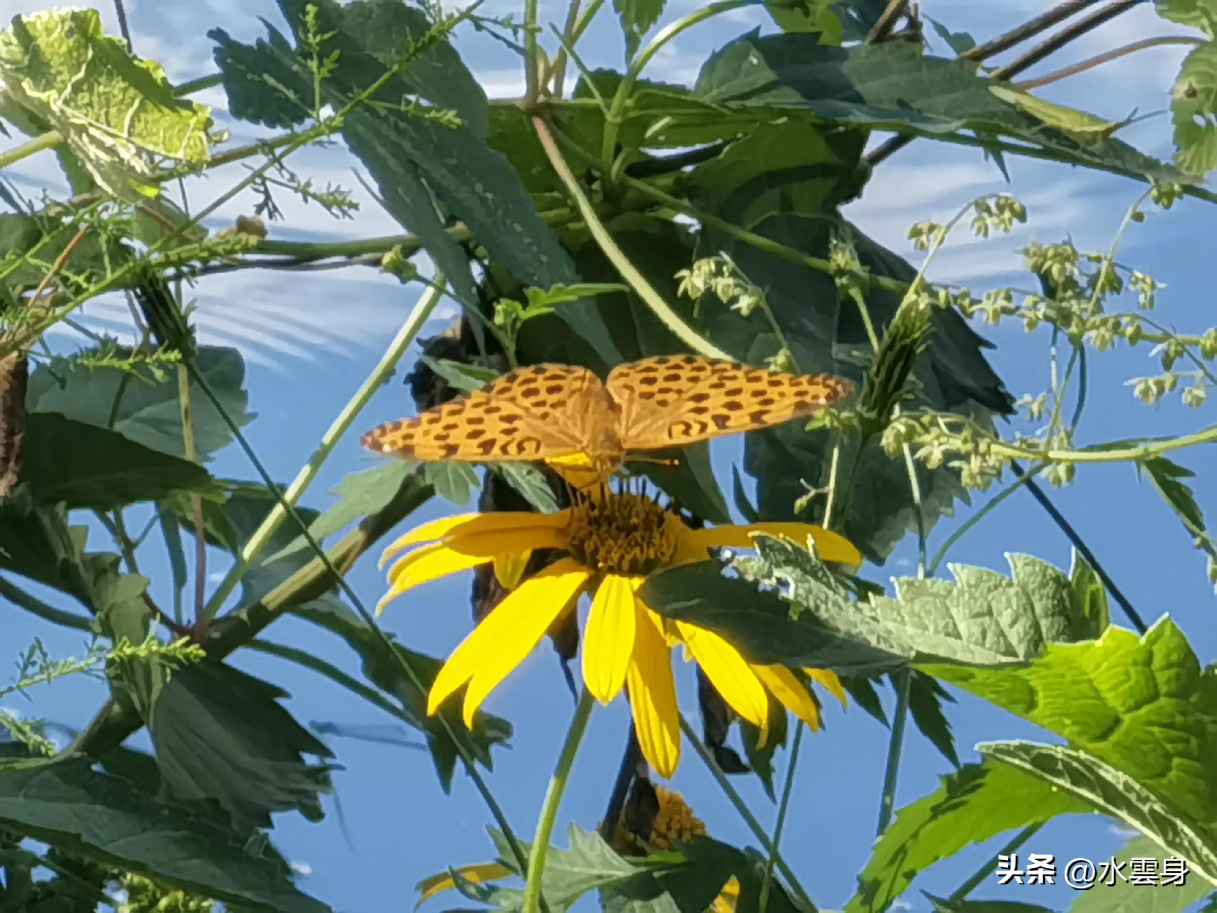 京郊赏花自驾游线路推荐,京郊免费景点一日自驾游路线攻略