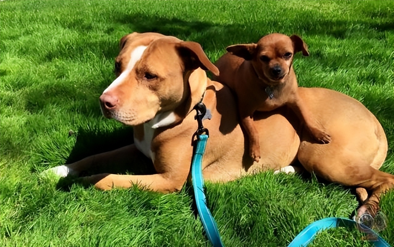 狗狗在配种时“哭天抢地”，原因有这几个