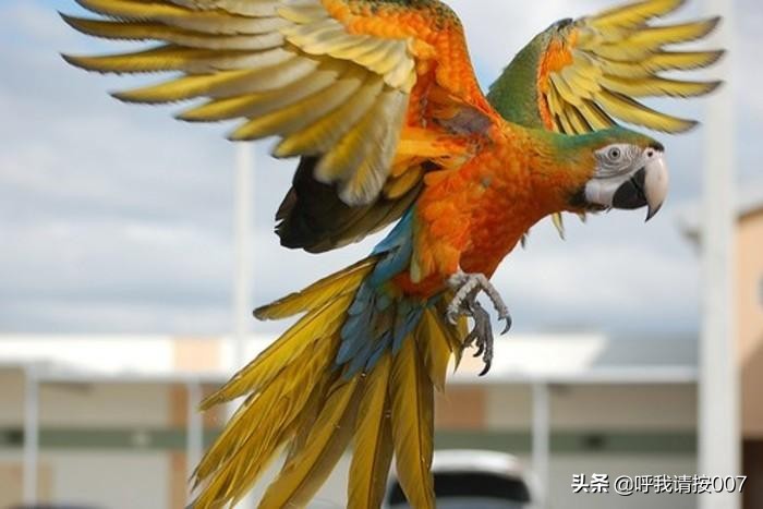 巴西成为世界的粮仓的有利条件,上帝的嫁妆