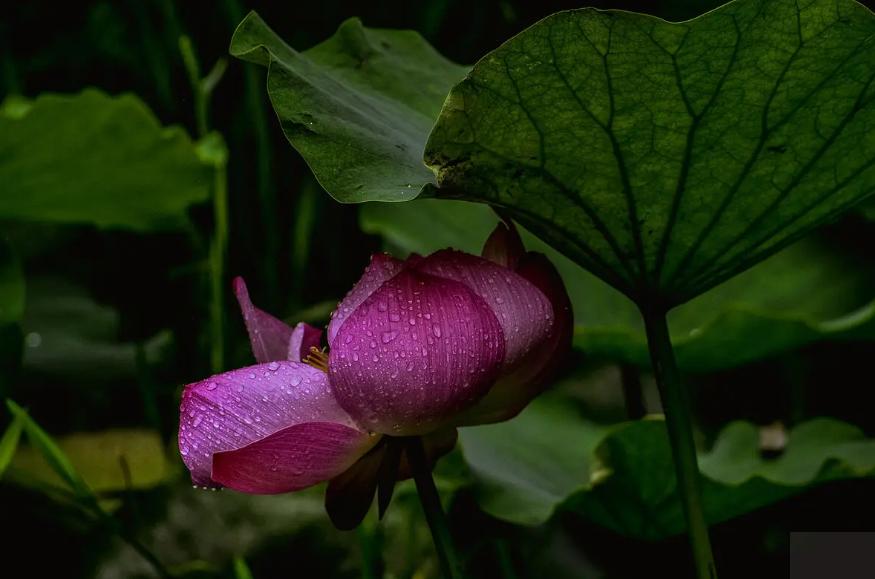 周嗣远|接天碧叶莹如玉，夕照芙蓉万朵花（原创荷之歌25首）