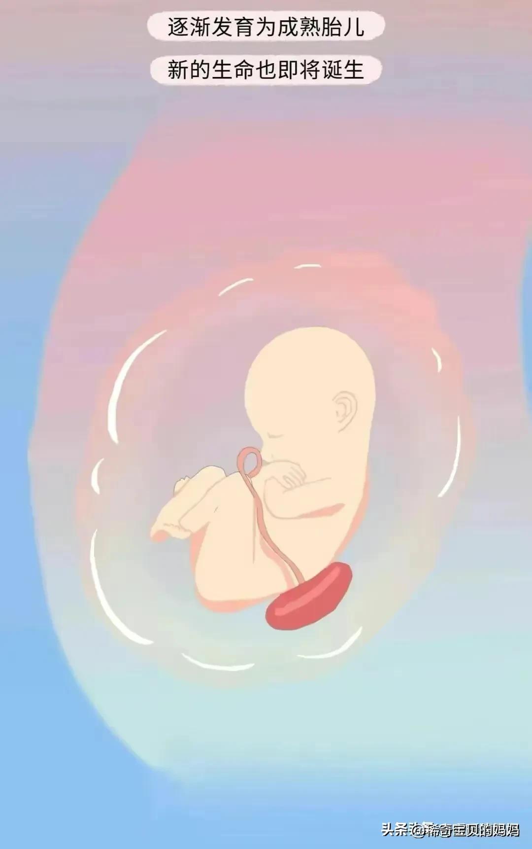 小蝌蚪动画过程讲解,小蝌蚪到青蛙生长过程动漫