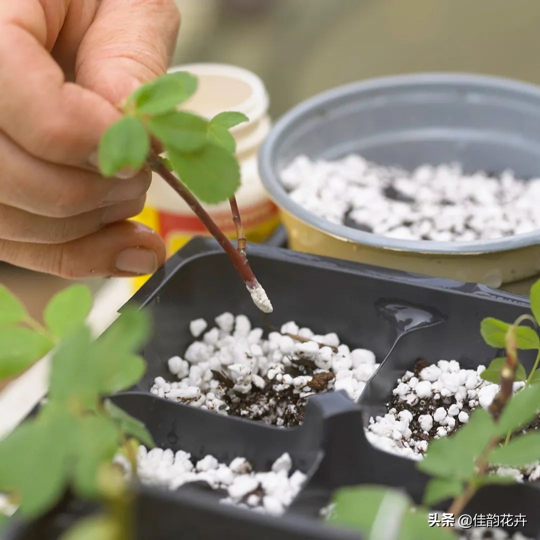 花卉绿植扦插繁殖方法视频播放,各种花卉的扦插视频教程
