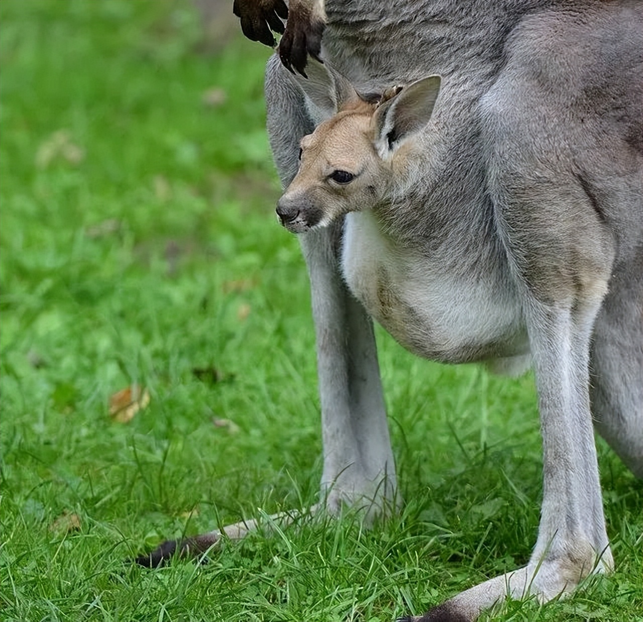 袋鼠吃喝拉撒都是在育儿袋吗,吃喝拉撒都在柜子里
