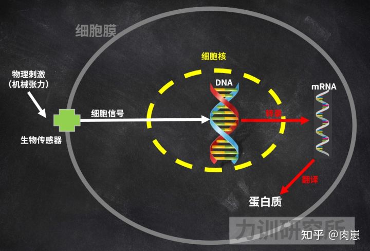 健身增肌好处的简介,锻炼和健身增肌的原理