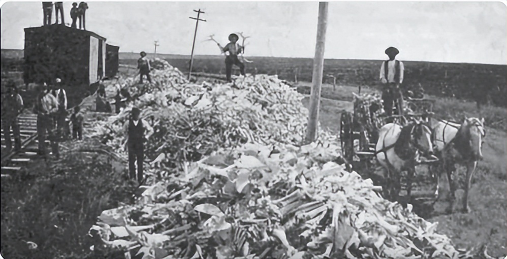 三大雄狮捕杀野牛事件,美洲野牛被屠戮殆尽