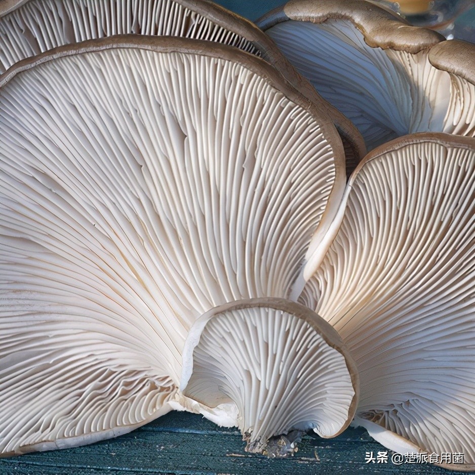 食用菌生产中常见的杂菌及防治措施