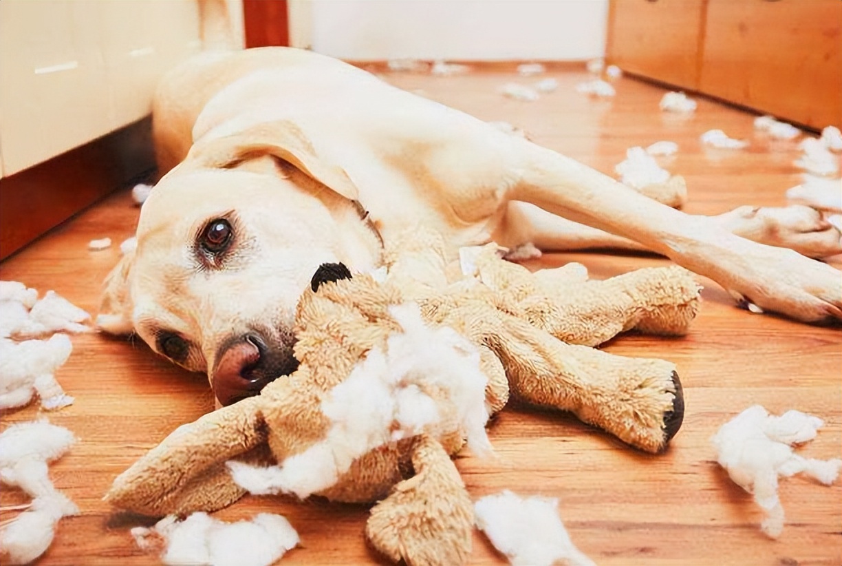 为什么狗狗不喜欢强制跟主人亲亲,狗狗不亲近其他人