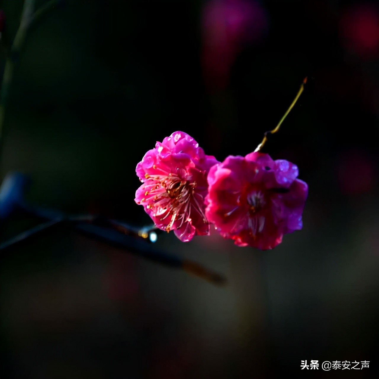 春风拂柳梅花开,桃李春风梅花开