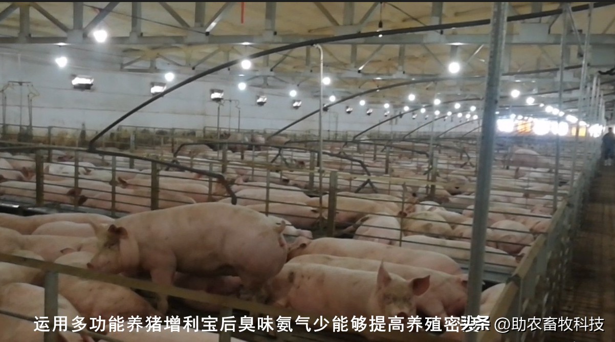 如何提高育肥羊经济效益,育肥猪养殖项目目的是什么