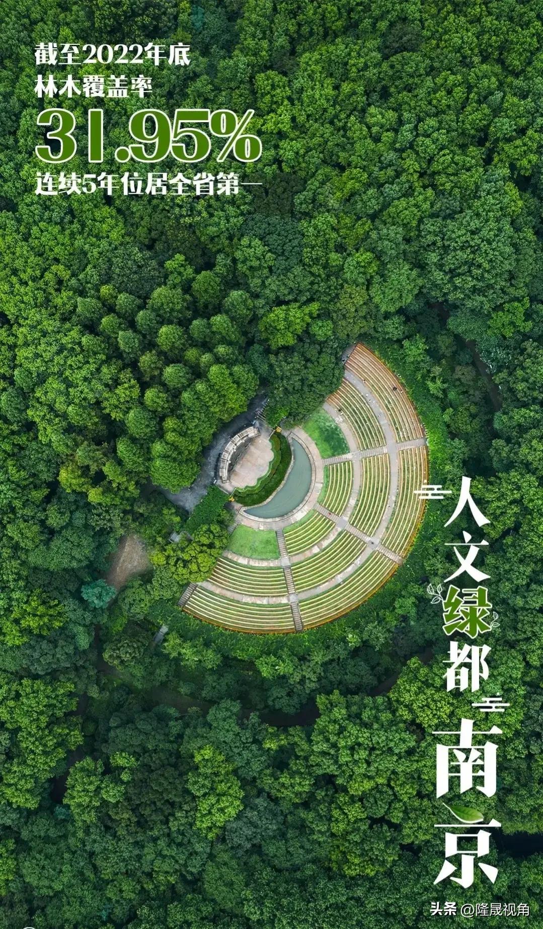 只有南京才有的树,树是南京树