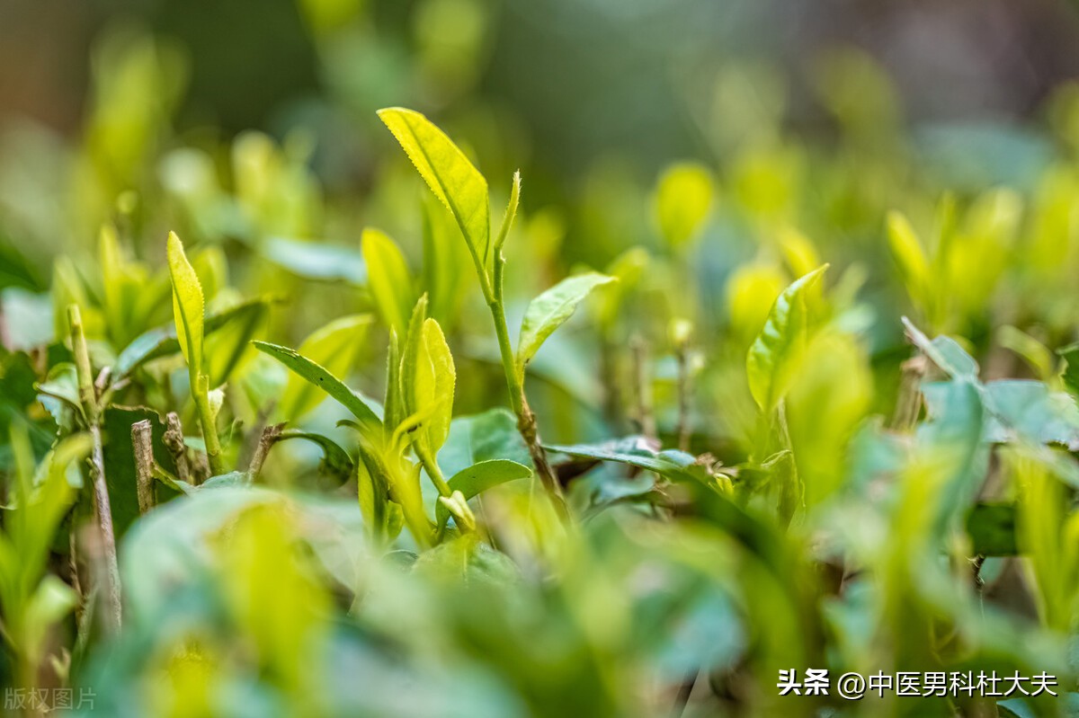 宗筋失养和宗筋不起区别,宗筋不充盈是怎么造成的