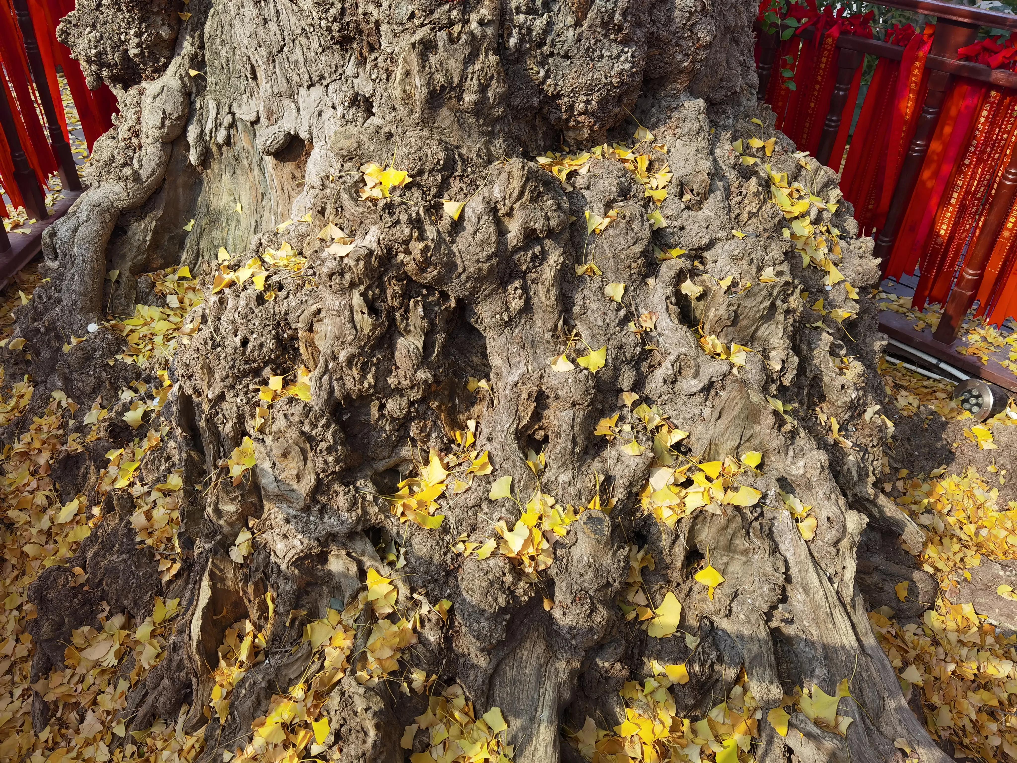 上海古银杏园,上海古刹银杏