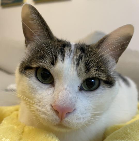 猫主子的进化史,猫主子的金刚狼爪