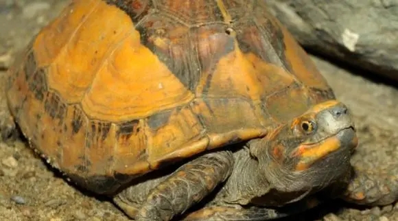 黄缘盒龟的人工饲养方法,黄额盒龟几级保护动物
