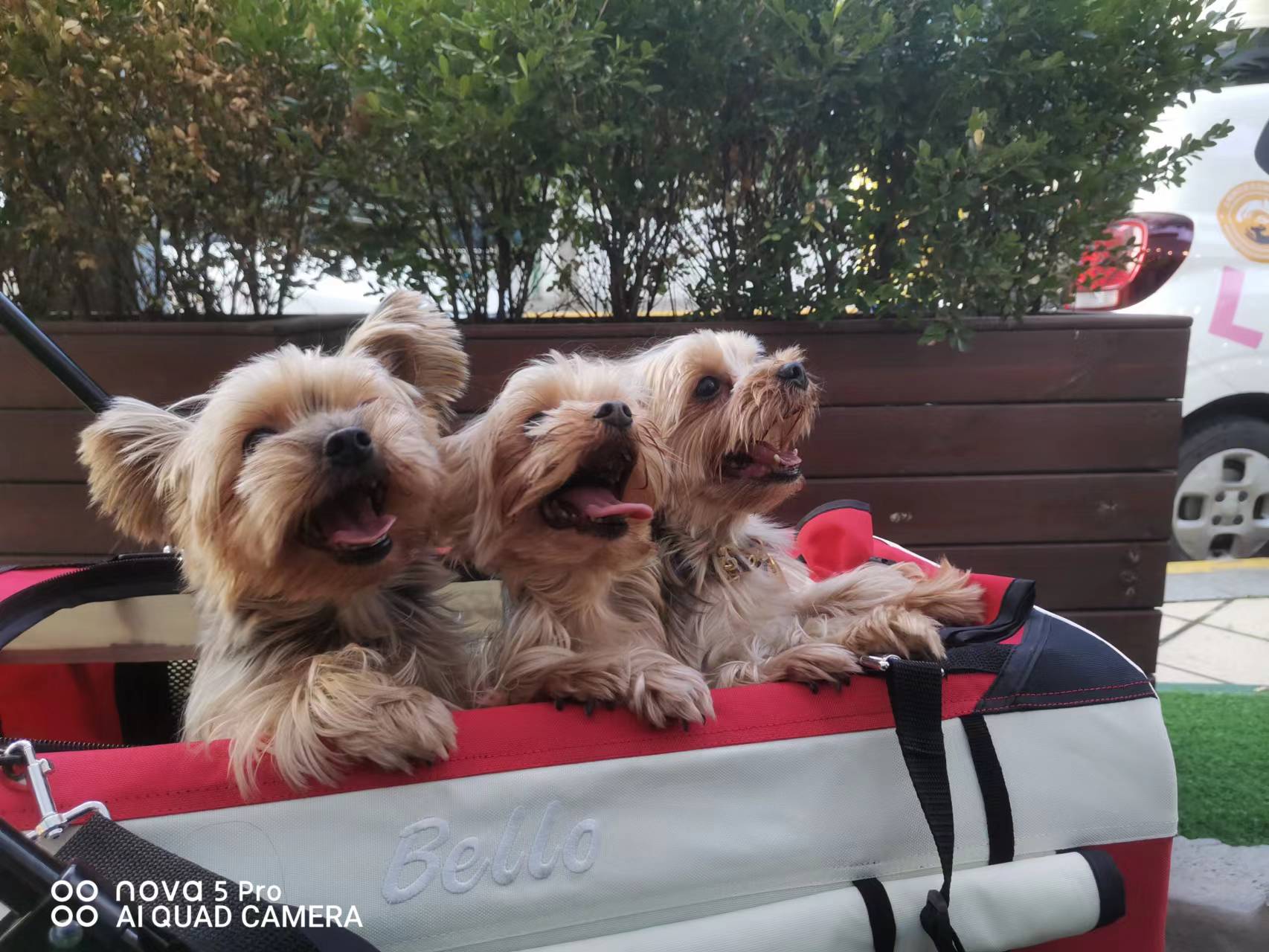 双11大型犬狗粮攻略,双11田园犬粮