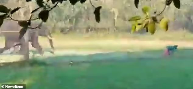 印度男子骑着大象被老虎袭击,印度男子遭豹子追击