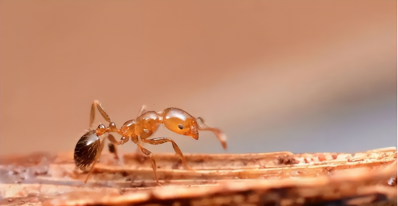 四川一男童被红火蚁咬到后来休克,男子被红火蚁咬伤完整视频
