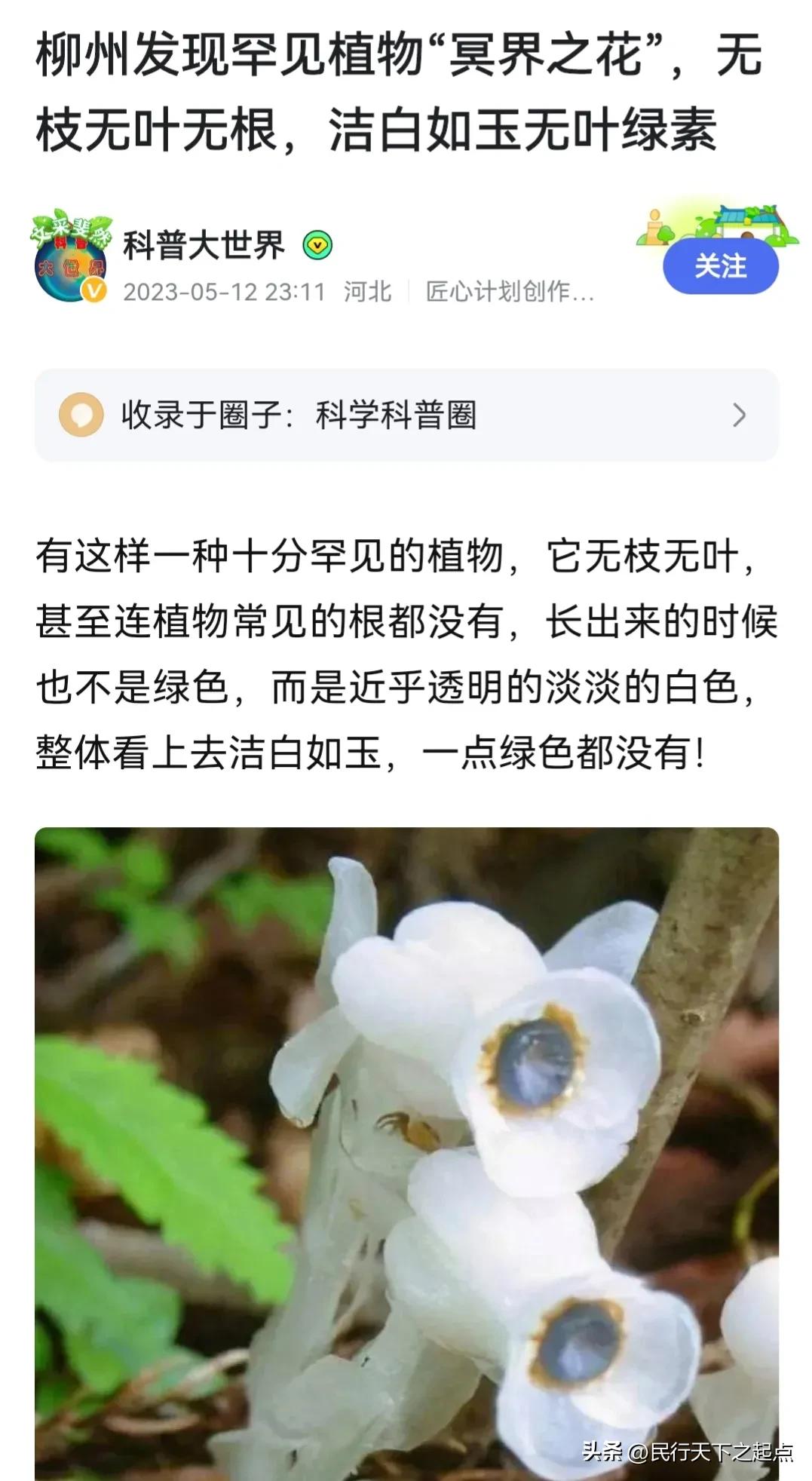 柳州现冥界之花水晶兰,四川现冥界之花水晶兰