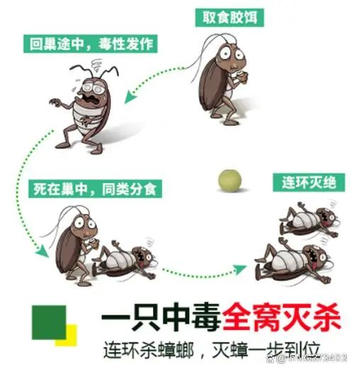 蟑螂杀虫剂是怎么灭蟑螂的,杀虫剂杀蟑螂哪种最好最有效