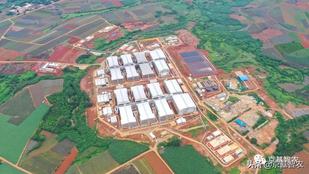 现代化养猪饲养过程,现代化养猪场管理方法