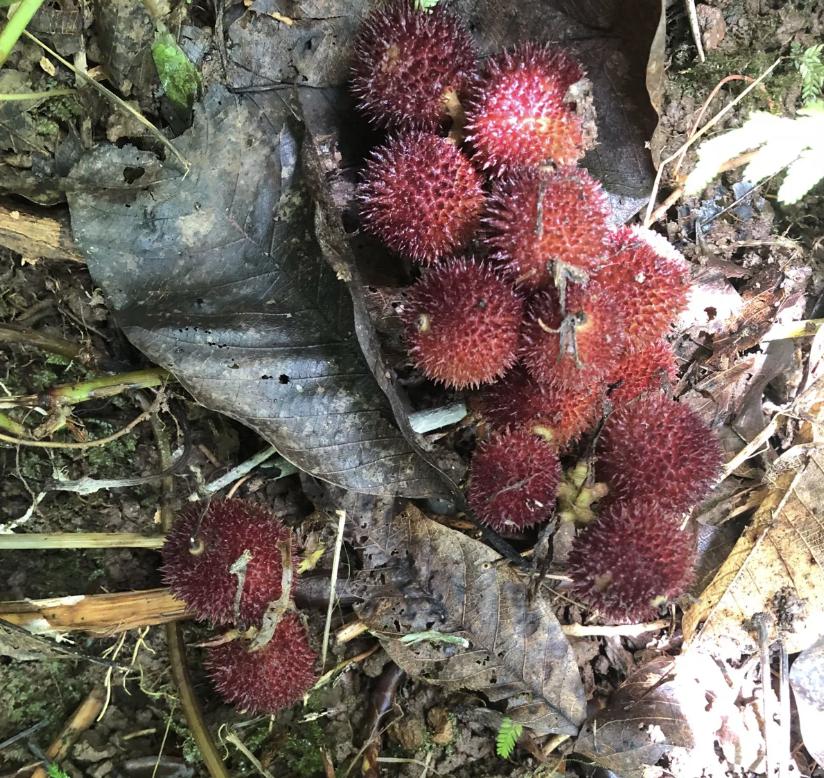 竹林下有1种“阳春砂”，比杨梅值钱，捡一麻袋卖600元，珍贵