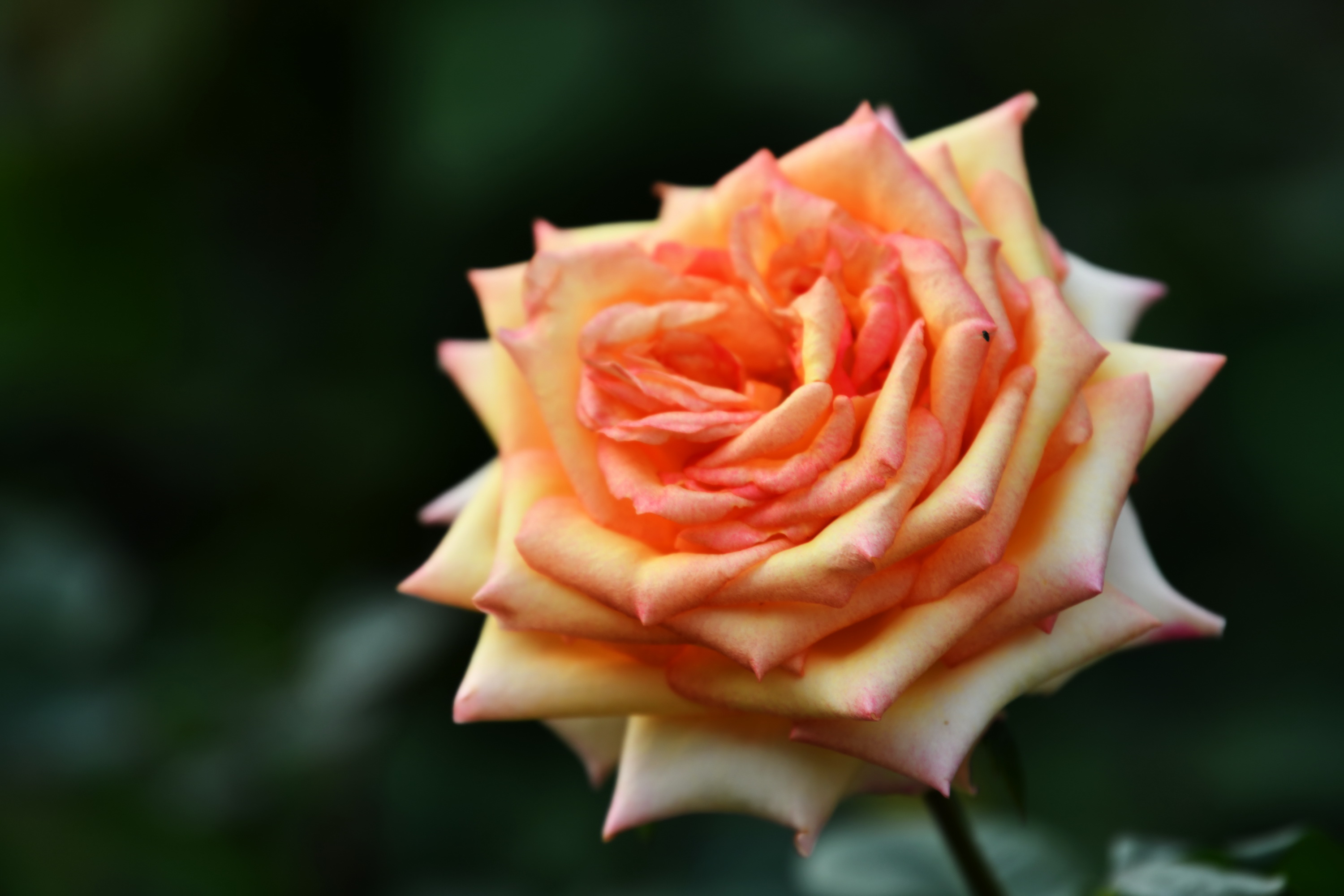 广州市番禺区宝墨园攻略,广州宝墨园景观