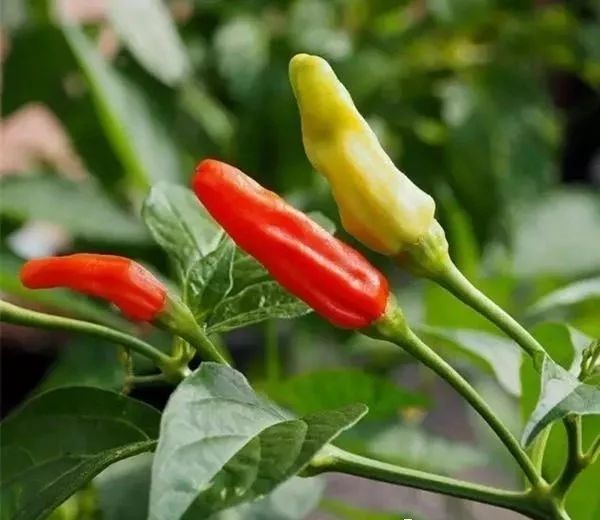 最辣的辣椒全球,全球超辣辣椒