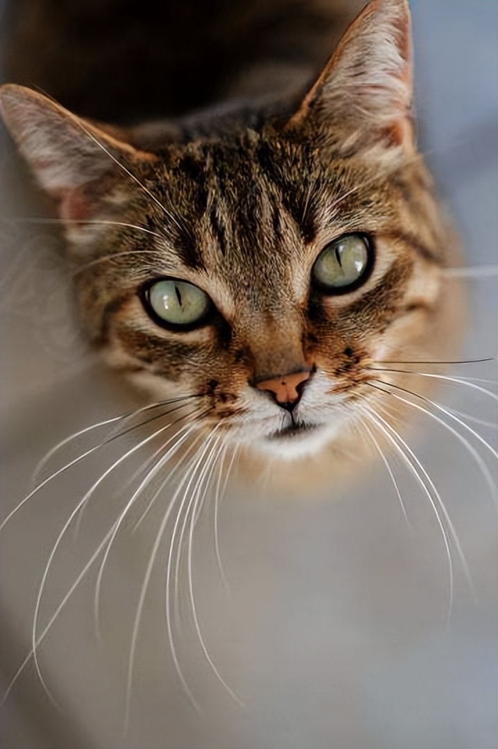 猫咪为什么不能碰胡子根部 (猫咪的胡子为什么碰不得)