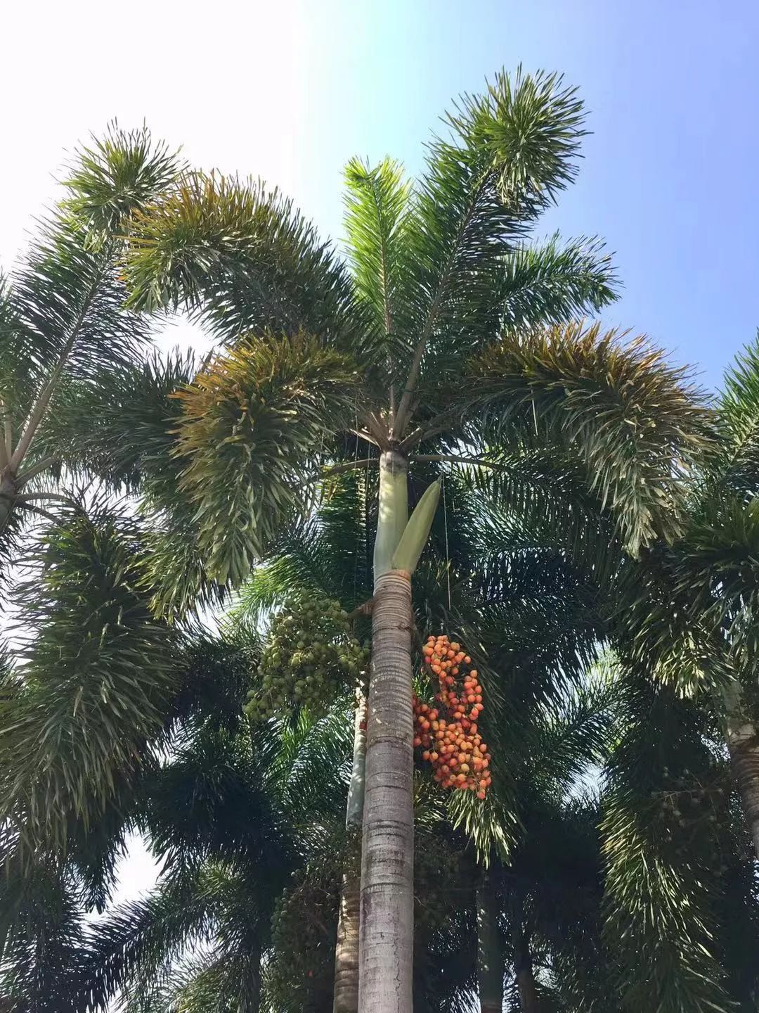 自驾深圳旅游攻略过年,自驾游深圳国庆攻略