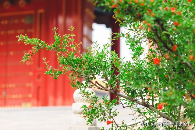 石榴花壁纸生如夏花,石榴花盛开的夏天