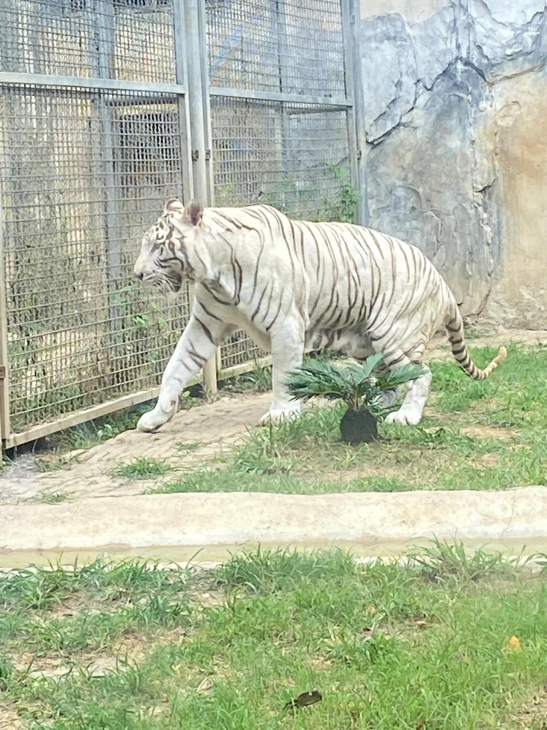 贵州贵阳黔灵山攻略,贵州黔灵山附近旅游攻略