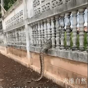 抓捕过最长的蟒蛇,最长蟒蛇视频真实