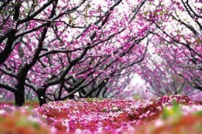 落英缤纷文章,有感于的意思