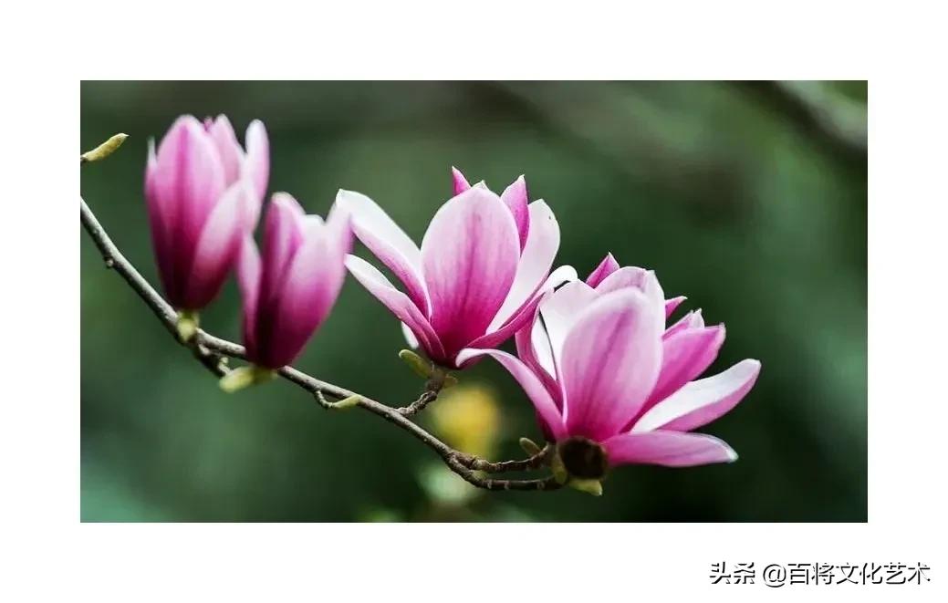 「百将文化」京西玉兰花开