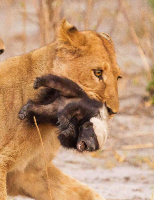 鼬科里平头哥是不是最厉害,鼬科最强猛兽