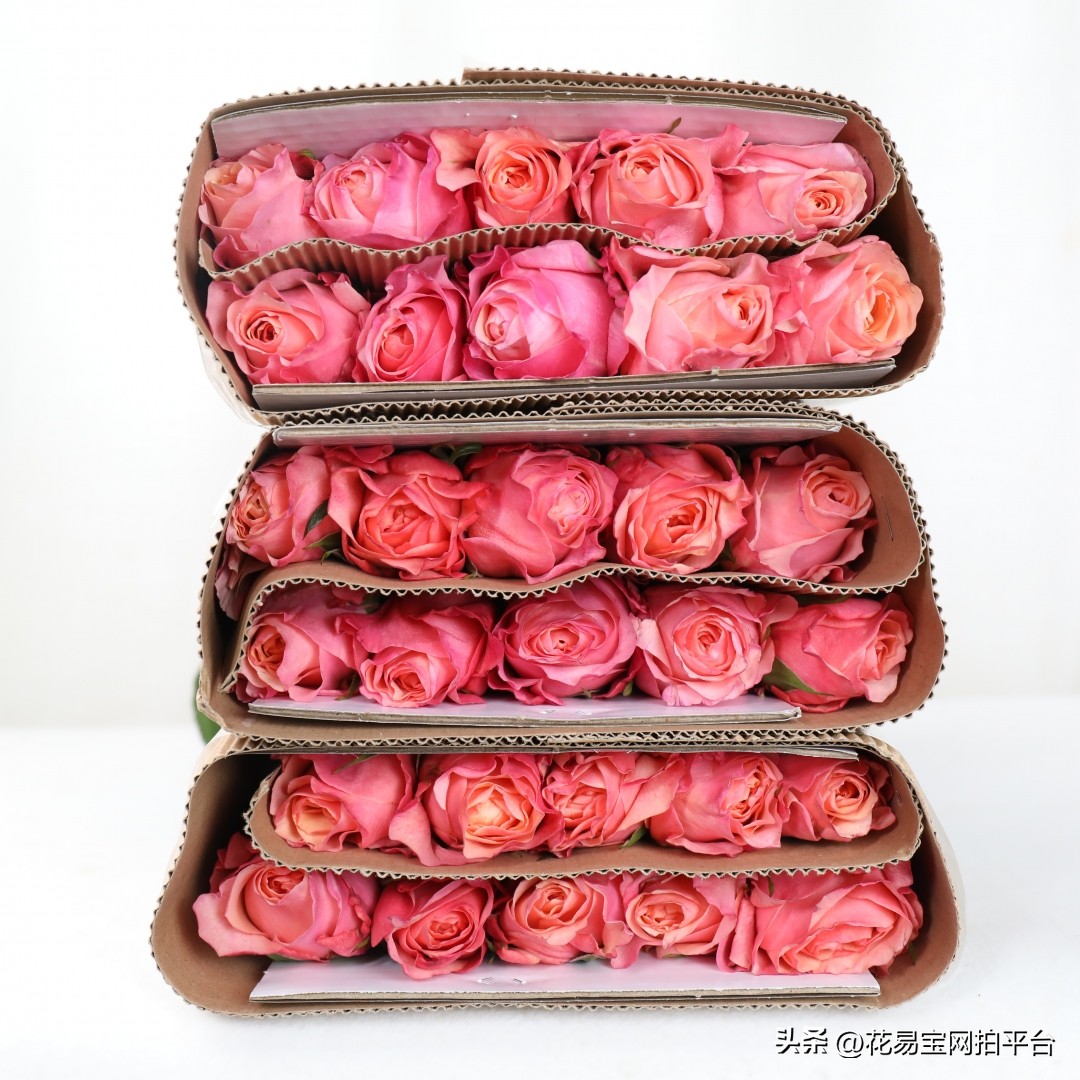 鲜花分级标准依据有哪些,鲜花种类等级排名