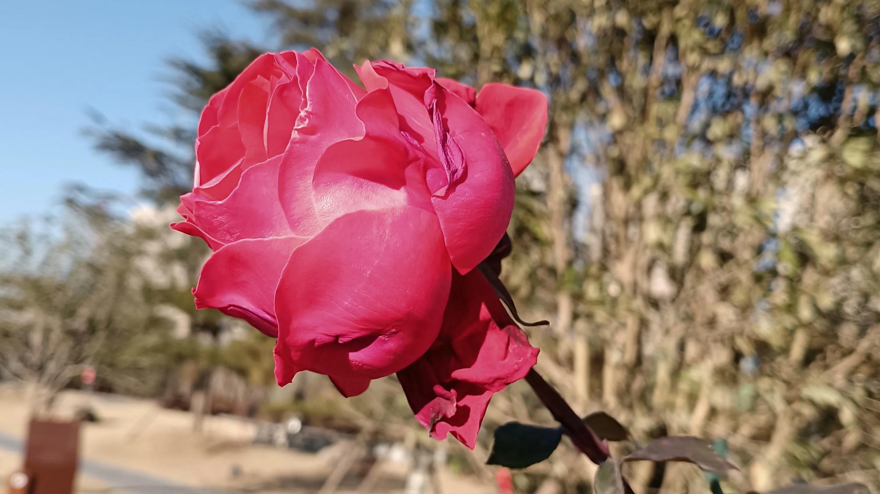 拉皮条协助组织卖淫罪判决案例,卖淫案里拉皮条怎么判