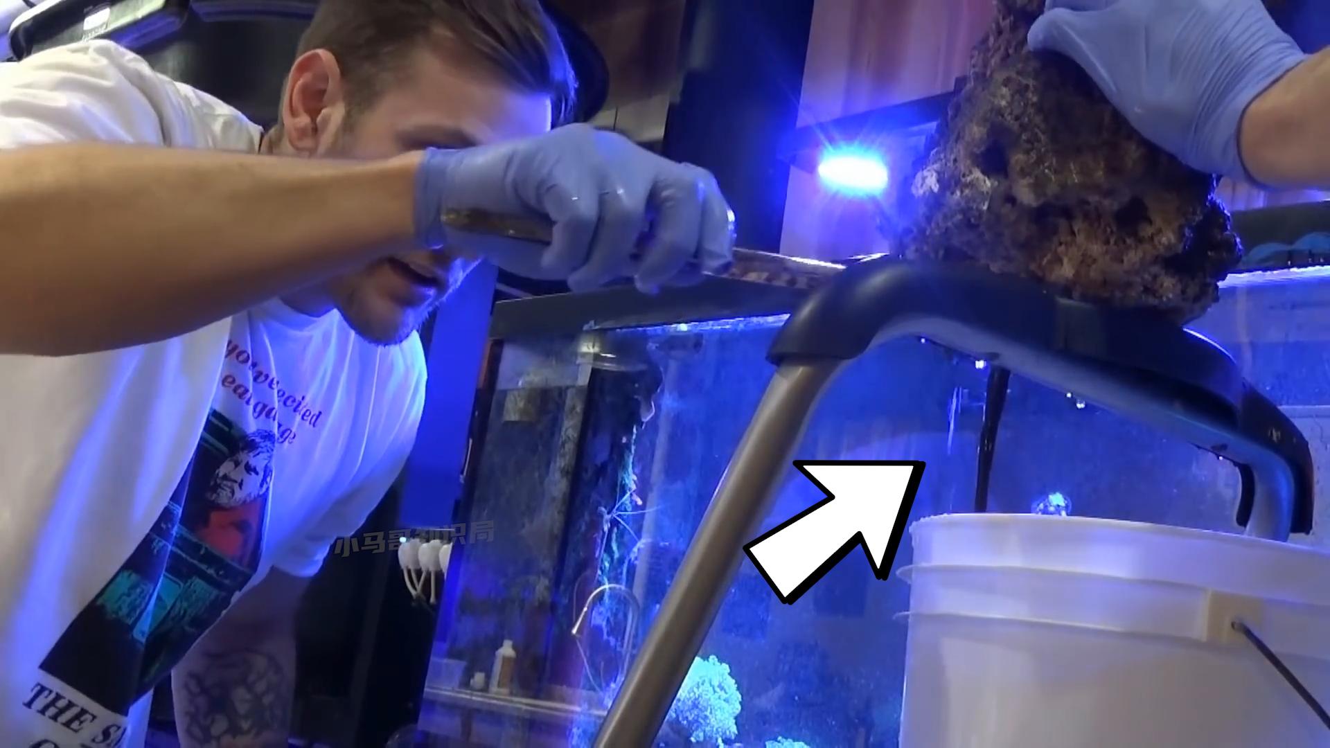 博比特虫遭遇人类袭击,巨型博比特虫