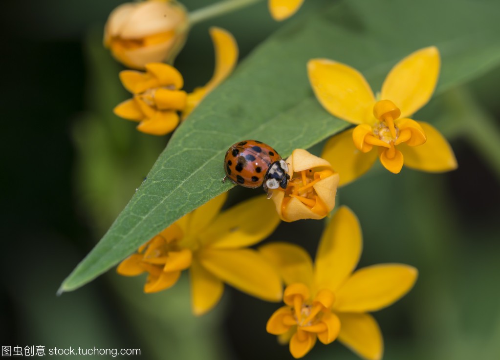 超大只的七星瓢虫是害虫吗,七星瓢虫是捕食害虫吗