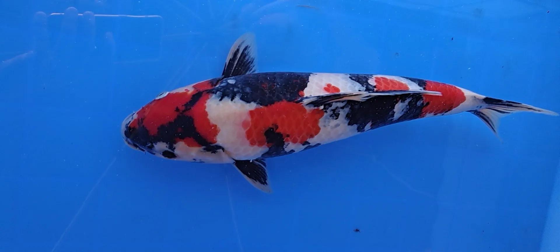 日本进口锦鲤多少钱一只,日本锦鲤品种及价格表