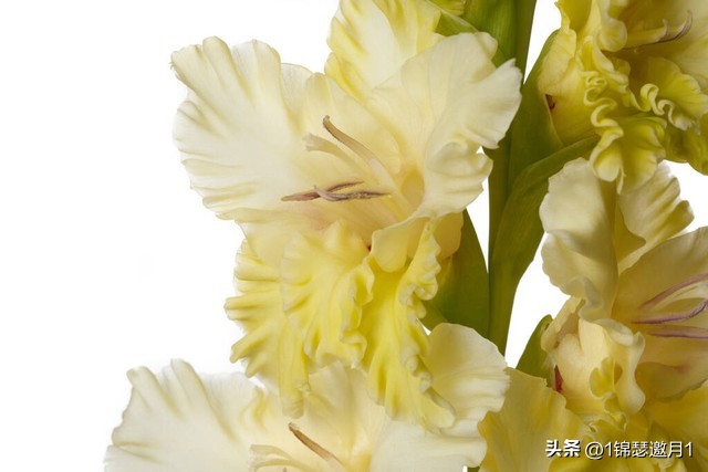 剑兰花最美图片,剑兰花的摄影图片