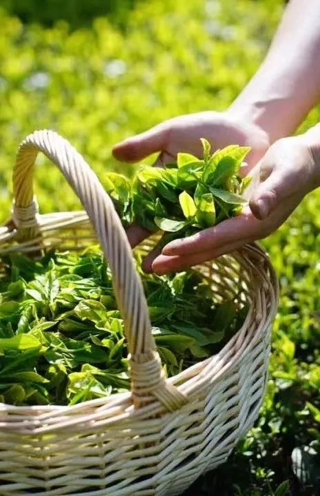 宜昌口粮茶熟茶,宜昌绿茶茶叶哪个品牌有名